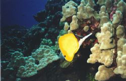 This photo of a Longnose Butterfly was taken with my Sea ... by Steven Anderson 